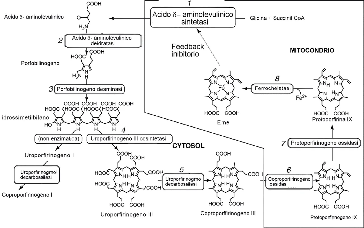 Schema della via biosintetica del gruppo eme